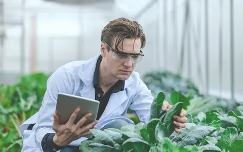An agronomist in safety glasses checks leafy crops in a greenhouse while recording data on a tablet