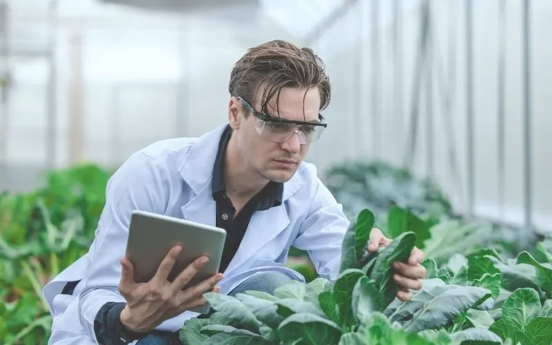 An agronomist in safety glasses checks leafy crops in a greenhouse while recording data on a tablet